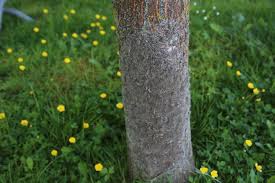 Chenille processionnaire du chêne : La Chenille Processionnaire Du Chene Un Risque Pour Les Arbres Et Les Hommes Ville De Poissy