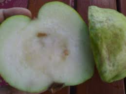 Cara mengatasi jambu kristal busuk : Bibit Jambu Kristal Siap Ditanam Tersedia