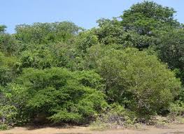 Image result for Eriolaena rulkensii