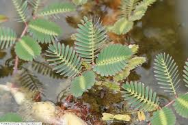 Image result for Neptunia oleracea