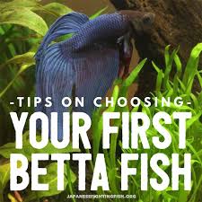 Tips On Choosing Your First Betta Fish Japanesefightingfish Org Betta Fish Tank Betta Fish Betta