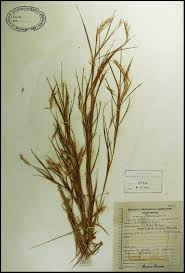 Image result for Andropogon fastigiatus