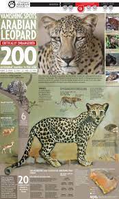 Arabian Leopard Infographic Animal Infographic Endangered Animals Animals