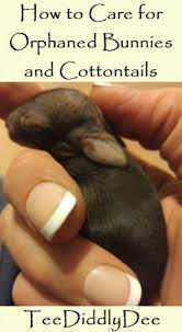 How To Care For Orphaned Bunnies And Cottontails Teediddlydee Baby Bunnies Care Wild Baby Rabbits Bunny Care