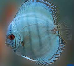 Assorted discus 5 red melon, tomato discus, cobalt blue discus. Cobalt Blue Discus Blue Discus Royal Blue Discus Discusguy