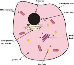 Envato.com has been visited by 100k+ users in the past month Download Hd Animal Cell Gcse Biology Animal Cell Transparent Png Image Nicepng Com