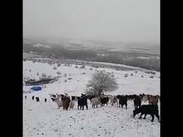 Bunyan Guncel Haber Bunyan Yaylalarinda Kis Video Videolar Elba Kis