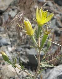 Image result for Ampelopteris prolifera