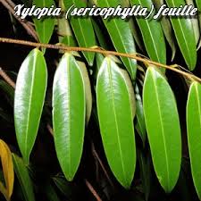 Image result for Xylopia lukei