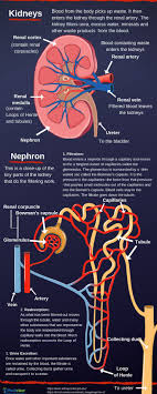 Kidneys And Blood Pressure Connection Science Human Anatomy Physiology Medical Science Anatomy Physiology