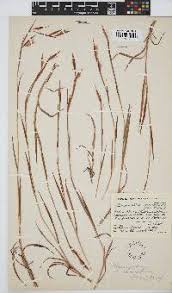 Image result for Monocymbium