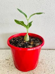 Image result for Fockea multiflora