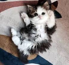 Poncik Kedi Sevimli Kedi Yavrulari Sevimli Hayvan Yavrulari Kedileri Seviyorum