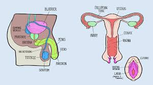 This article explores the male and female reproductive parts of a flower as well as the process flowers use to reproduce. Male And Female Reproductive Systems Harder To Label For Some Than Others