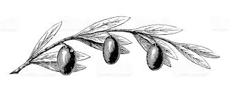 Http Media Istockphoto Com Illustrations Olive Tree Branch With Fruits Illustration Id174650754 Olive Tree Leaf Drawing Leaves Sketch