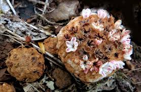 Image result for Anthephora pungens