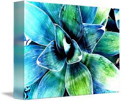 Check spelling or type a new query. Succulents By Irena Orlov Succulent Art Abstract Flowers Succulent Painting