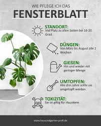 Das Fensterblatt Tricks Und Tipps Zum Thema Pflege Giessen Dungen Standort Pflanzen Zimmer Pflanzen Pflege Pflanzen Fur Zu Hause