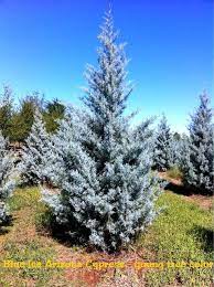 New and used items, cars, real estate, jobs, services, vacation rentals and more virtually anywhere in ontario. Arizona Blue Ice Cypress
