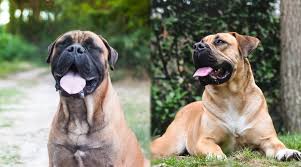 Maybe you would like to learn more about one of these? Boerboel Vs Bullmastiff Breed Differences Similarities