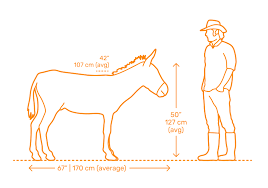 About donkeys fun facts about donkeys history of the donkey donkeys in numbers donkey life stages legend of the donkey's cross donkey breeds fifteen fun facts about donkeys a donkey. Donkey Dimensions Drawings Dimensions Com