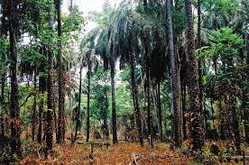 Image result for Crepidorhopalon parviflorus