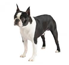 There is no gallery selected or the gallery was deleted. Boston Terrier Dog Breed Information Purina