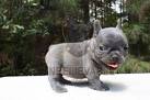 French Bulldog Breeder Listing Service - French Bull Dog ...