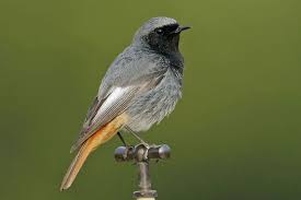 Schweizerische Vogelwarte Sempach Hausrotschwanz Vogel Als Haustiere Vogelwarte Heimische Vogel