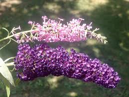 Image result for Buddleja davidii