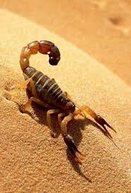 A Scorpion In The Desert Desert Scorpion Scorpion Desert Animals
