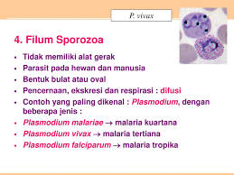 Bab 4 Protista Bab 4 Protista Memahami Prinsip Prinsip Pengelompokan Makhluk Hidup Standar Kompetensi Memahami Prinsip Prinsip Pengelompokan Makhluk Ppt Download