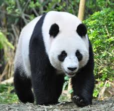 Giant Pandas Removed From Endangered Species List Vision Times In 2020 Endangered Species Giant Panda Panda