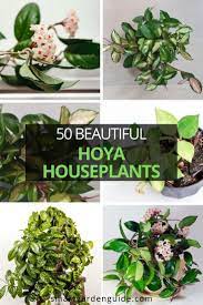 50 Beautiful Hoya Varieties Pictures Types Care Tips Smart Garden Guide In 2021 Hoya Plants Indoor Flowering Plants Hanging Plants
