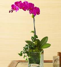 The important thing is not to. Purple Phalaenopsis Orchid Ny Florist Same Day Flower Delivery Nyc