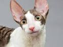 Cornish Rex - Price, Personality, Lifespan
