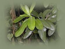 Image result for Rapanea