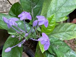 Image result for Pseuderanthemum