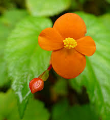 Image result for Begonia sutherlandii