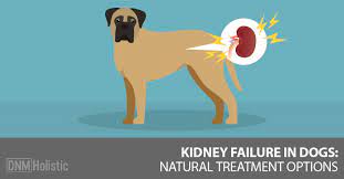 Natural Options For Kidney Disease Failure Dogs Naturally