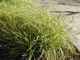 Image result for Carex johnstonii