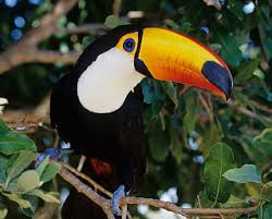 Yes, of the 35 species of toucans, three are classified as endangered species. Toco Toucan Facts For Kids