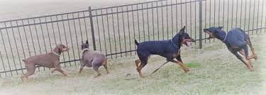 Before buying a puppy it is important to the doberman pinscher can be a great family dog as long as the dog is well socialized and from a good. Welcome