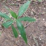 Image result for Coleotrype natalensis