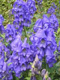 Monkshood Aconite Garden And Plant Photos Plantadvice Co Uk