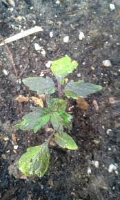 We did not find results for: Why Are The Leaves On My Tomato Plant Turning Black Gardening Garden Diy Home Flowers Roses Nature Landscapi Plants Tomatoe Plants Plant Leaves Turning
