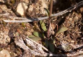 Image result for Linderniella wilmsii