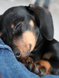 Documenting real life true crime cases as well as the images and videos that go with them. Cute Dachshunds Documentingreality Com Cute Dogs Dachshund Puppies Puppies