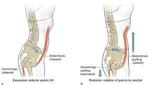 Attached to the pelvis are muscles of the buttocks, the lower back, and the thighs. Figure 3 5 Abdominal Hamstring Force Couple A Abdominals And Hamstrings Are Relaxed And The Force Couple Pelvic Tilt Arm Toning Exercises Pelvis Anatomy