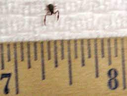 But my first didn't die from. Pseudoscorpion What S That Bug
